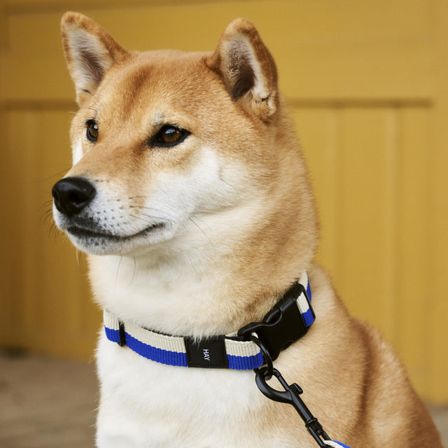 HAY Dogs Collar