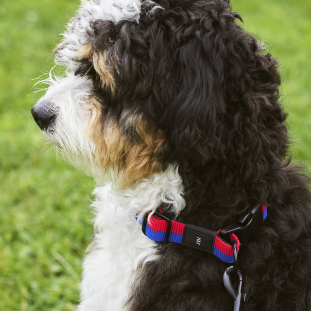 HAY Dogs Collar