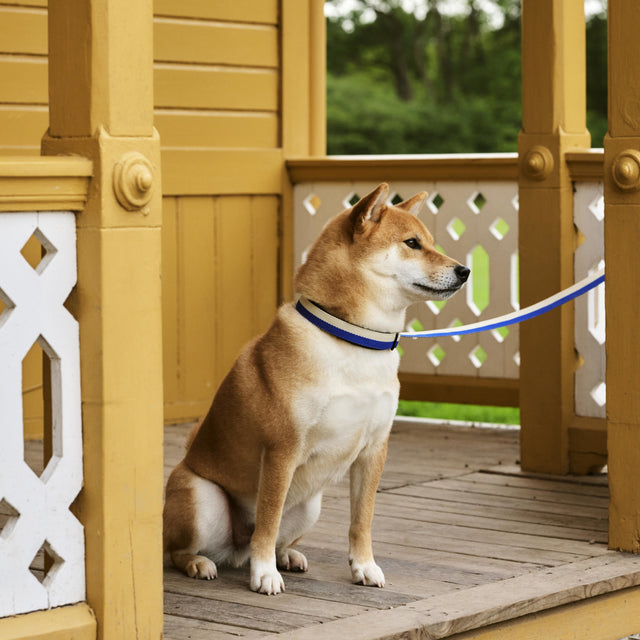 HAY Dogs Collar