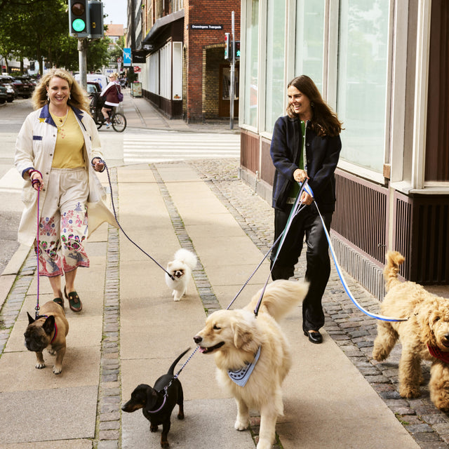 HAY Dogs Leash