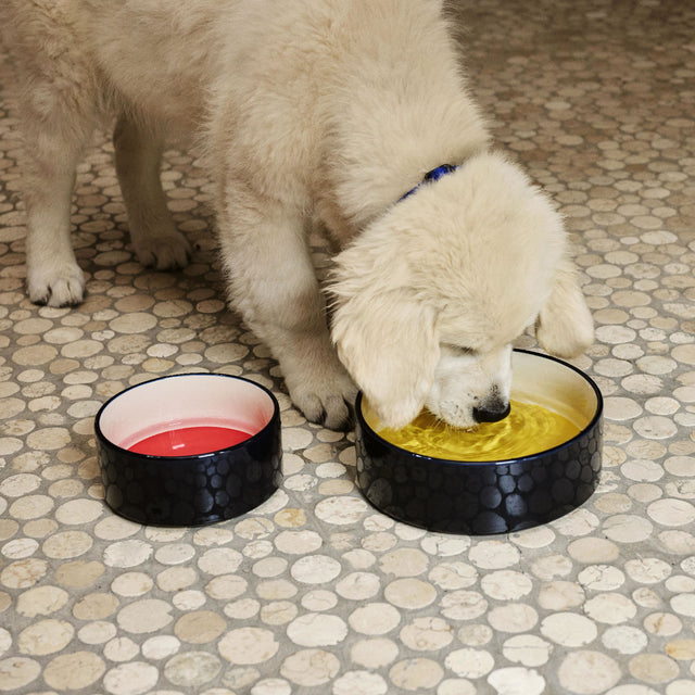 HAY Dogs Bowl
