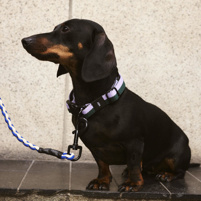 HAY Dogs Collar
