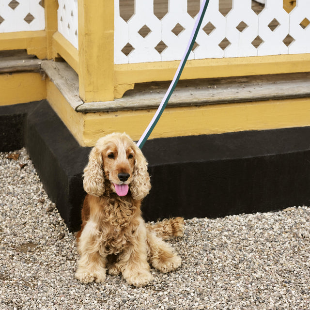 HAY Dogs Leash