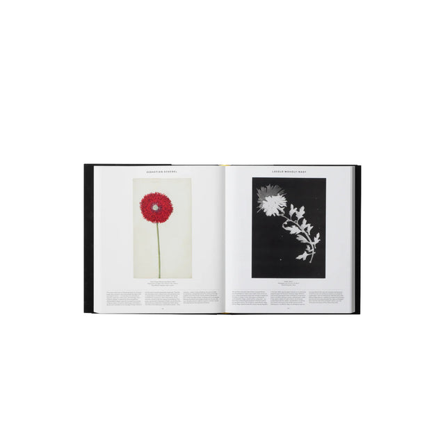 Phaidon Plant: Exploring the Botanical World